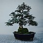 Bonsai Beringin