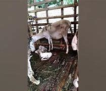 Kambing Melahirkan Kembar 1 Anak